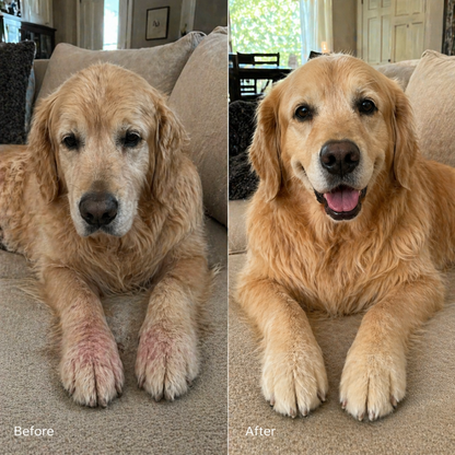 KindPaws™ Collagen Drops for Dogs