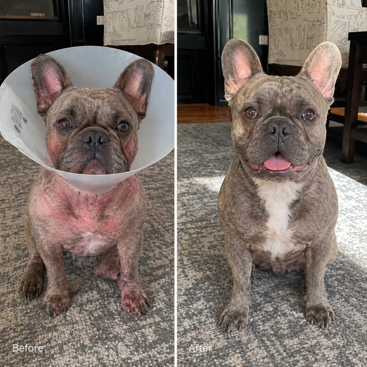 KindPaws™ Collagen Drops for Dogs